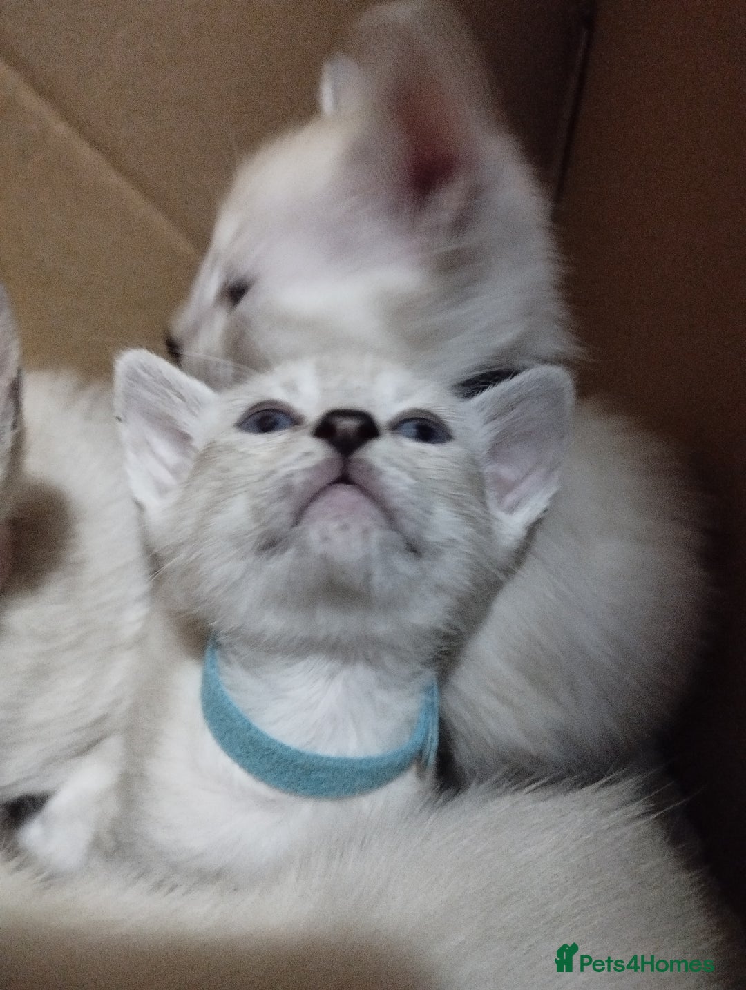 Siamese cats for sale: Absolutely EXCEPTIONAL Snow Kittens - Image 9