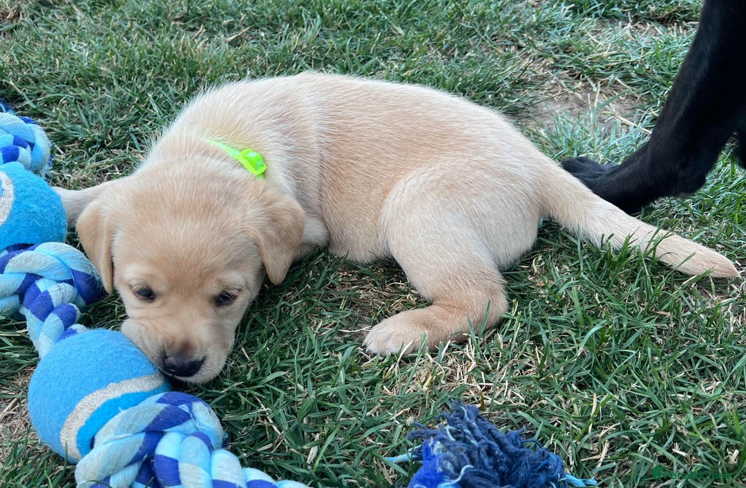 Labrador Retriever dogs for sale: Ready now from Plettenberg Labradors, KC Reg. - Image 6