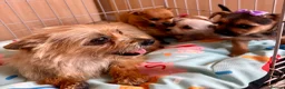 Mixed Breed dogs for sale: Jack Russell Cross Chorkie Puppies – Ready Now - Advert 18