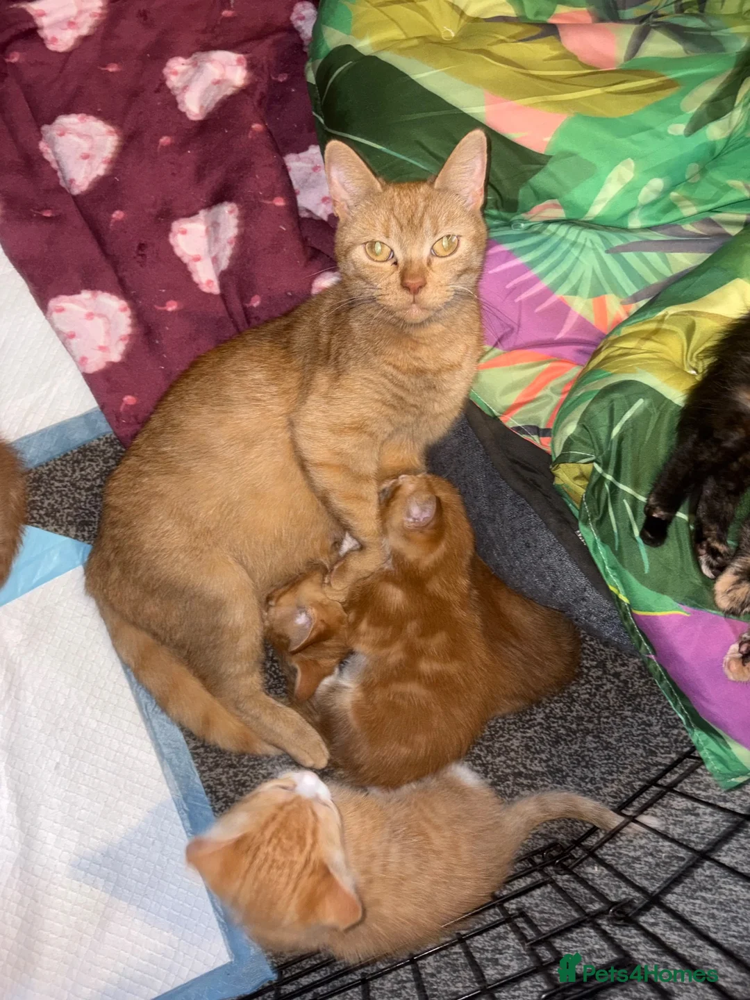 Mixed Breed cats for sale: Gorgeous litter of 6 kittens looking for home in Kilmarnock - Advert 1
