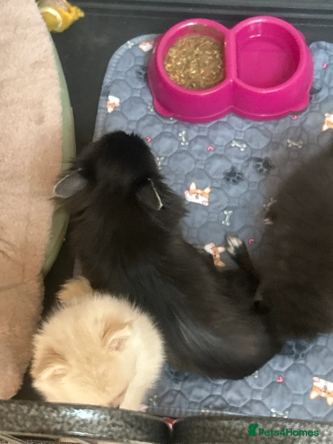 Pomchi dogs for sale: Pomchi - Advert 8