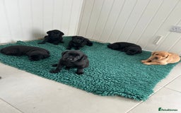 Labrador Retriever dogs for sale: Beautiful KC registered Labrador Pups - Image 6