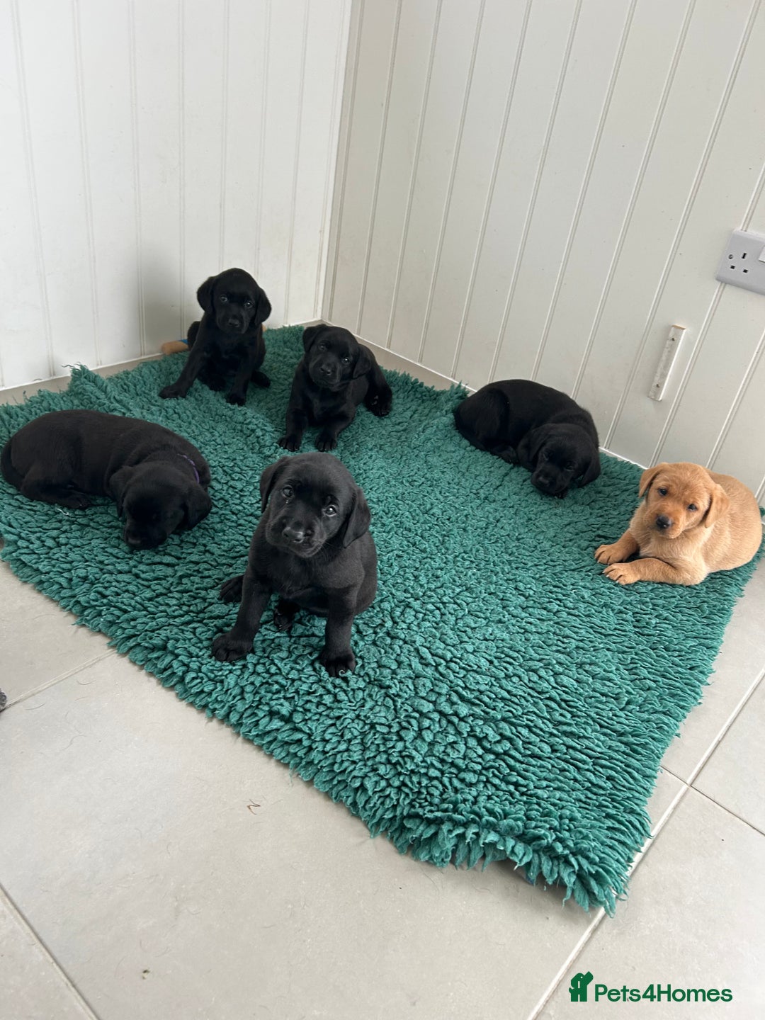 Labrador Retriever dogs for sale: Beautiful KC registered Labrador Pups - Image 6