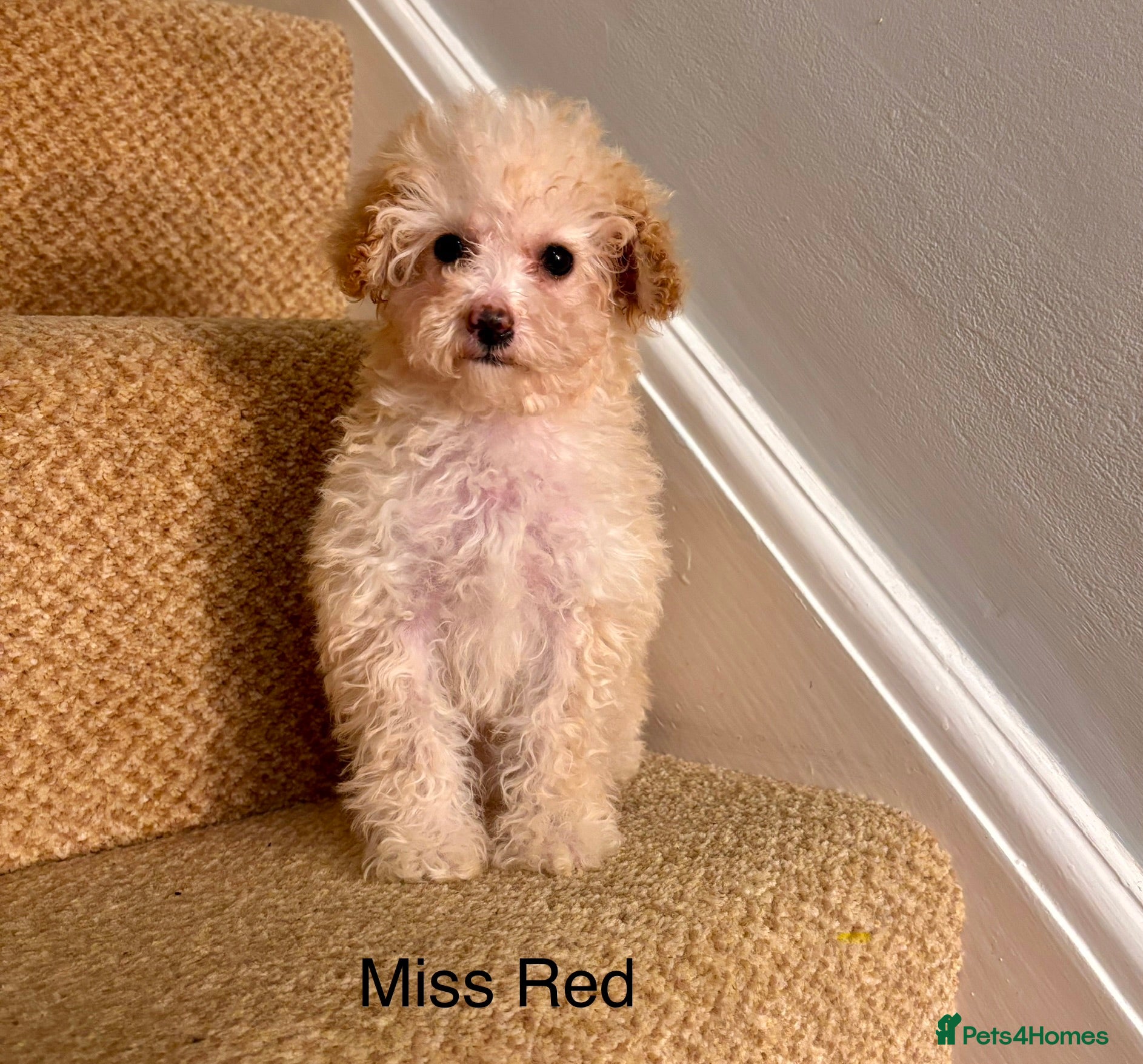 Cavapoo dogs Final Beautiful F1b Cavapoo puppie remaining  - Advert 1