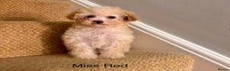 Cavapoo dogs for sale: Final Beautiful F1b Cavapoo puppie remaining  - Advert 1