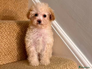 Cavapoo dogs Final Beautiful F1b Cavapoo puppie remaining - Advert 1