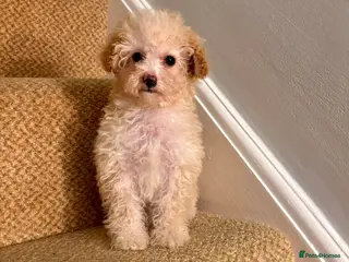 Cavapoo dogs Final Beautiful F1b Cavapoo puppie remaining - Advert 4
