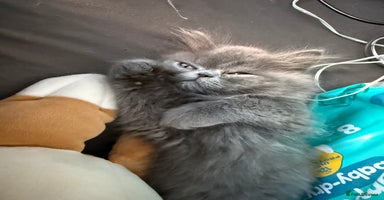 Persian cats - Advert 8