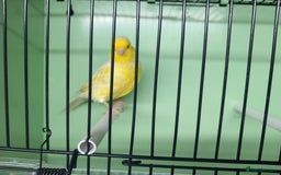 Canaries birds for sale: Canaries  - Image 36