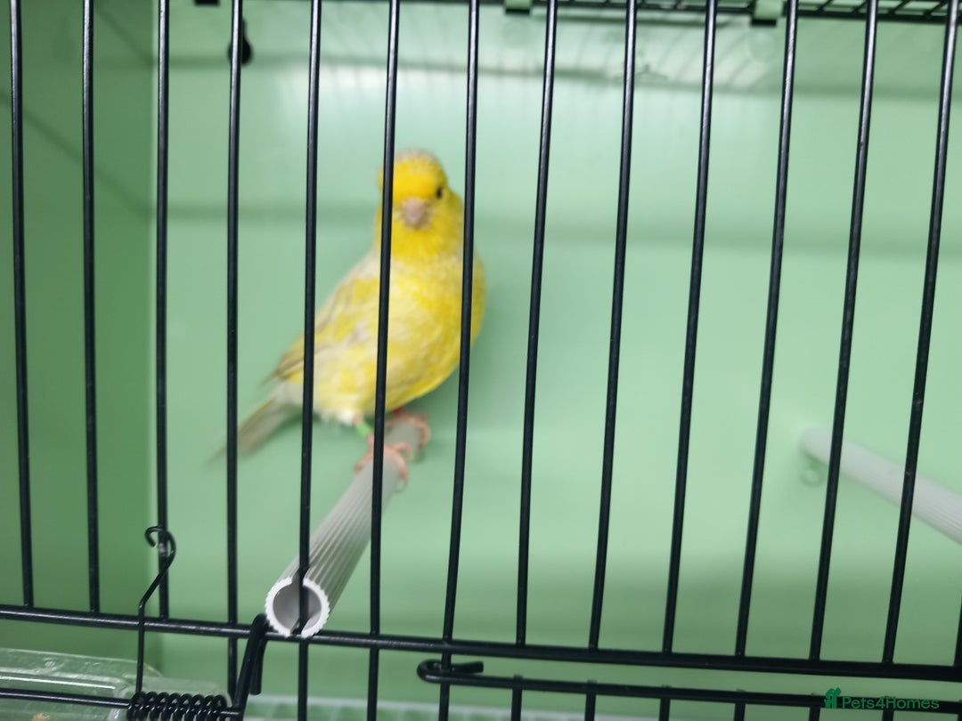 Canaries birds for sale: Canaries  - Image 36