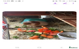 Guinea Pig rodents for sale: GIRLS AND BOYS (SINGLES AND BONDED  - Image 8