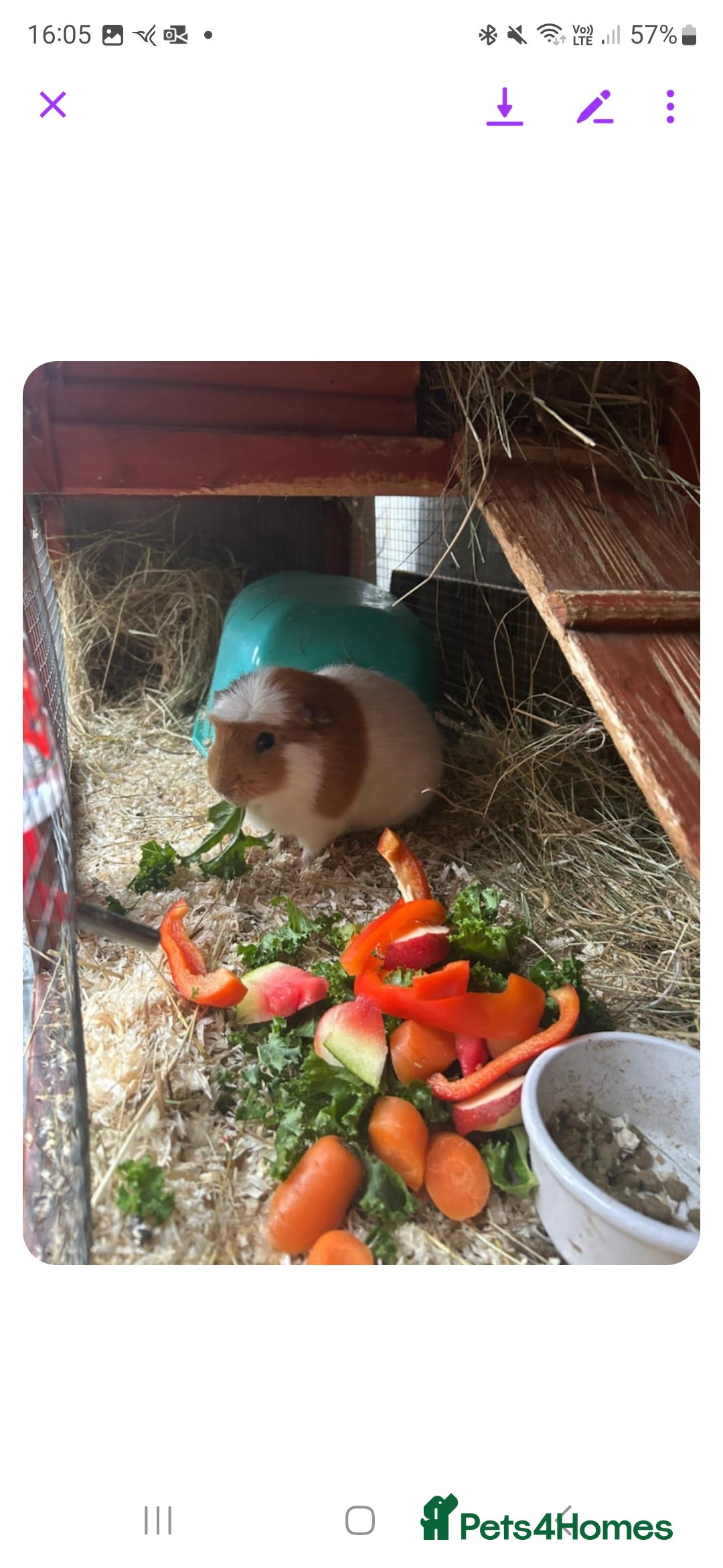 Guinea Pig rodents for sale: GIRLS AND BOYS (SINGLES AND BONDED  - Image 8