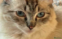 Ragdoll cats for sale: Lynx Seal Point and Seal Ragdoll Kittens - Image 11