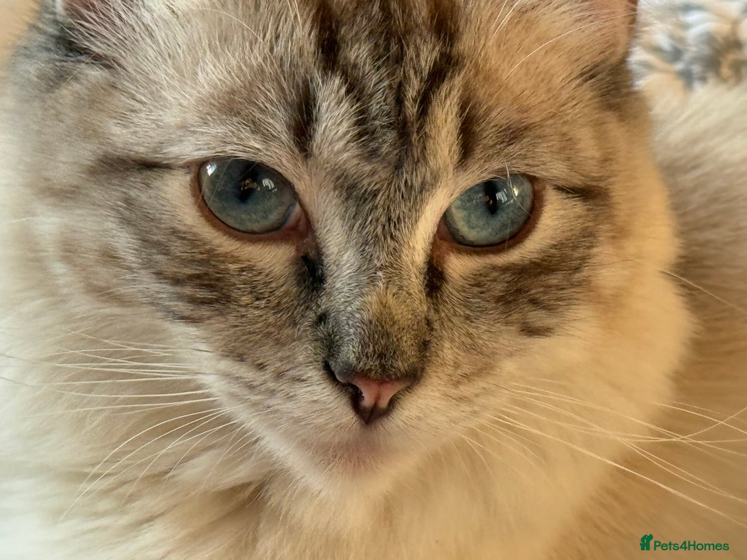 Ragdoll cats for sale: Lynx Seal Point and Seal Ragdoll Kittens - Image 11