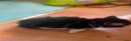 Mixed Breed cats for sale: 7 kitten  in Sheerness - Advert 13