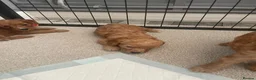 Cockapoo dogs for sale: Beautiful F1 cockapoos - Advert 21