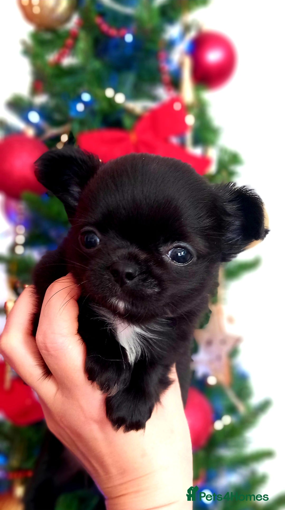 Chihuahua dogs for sale: ❤️‍🔥DNA tested parents❤️‍🔥LC 1Boys KC REG  - Advert 6