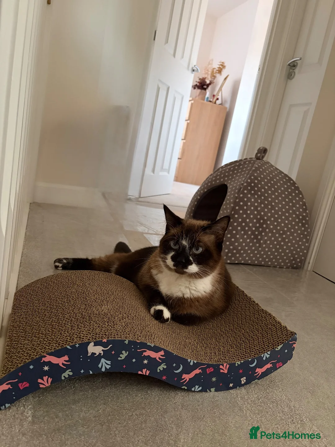 Ragdoll cats for sale: Ragdoll 7yr old  in Nottingham - Advert 2