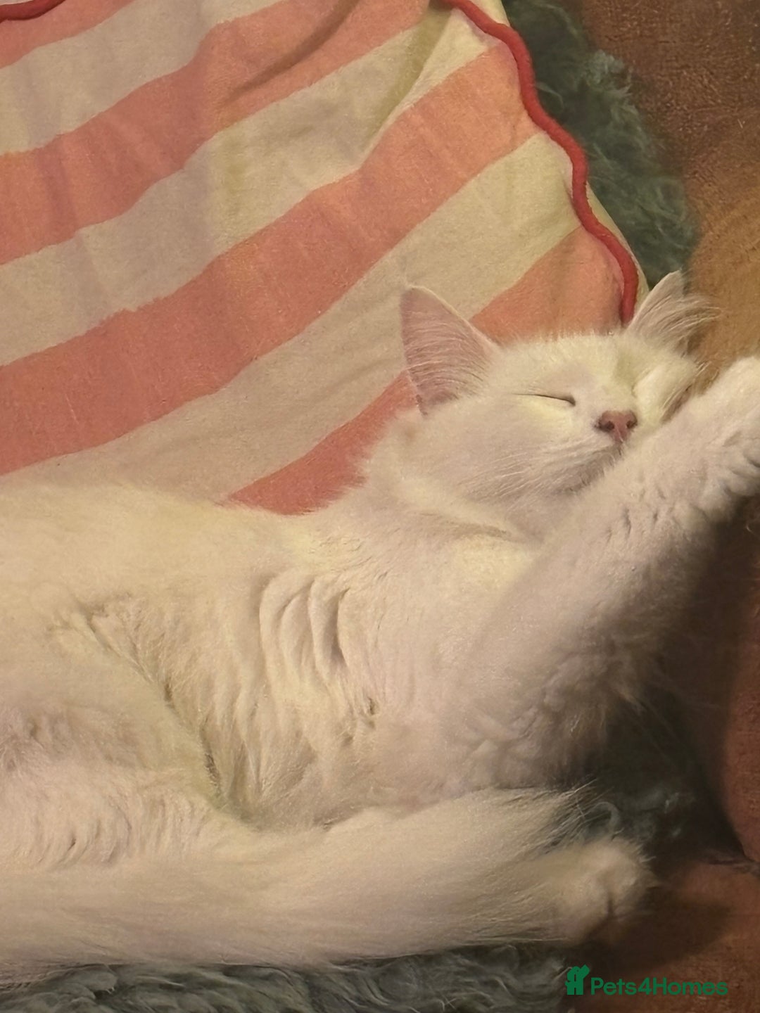 Norwegian Forest Cat cats for sale: Norwegian Forest Cat Kittens  - Advert 1