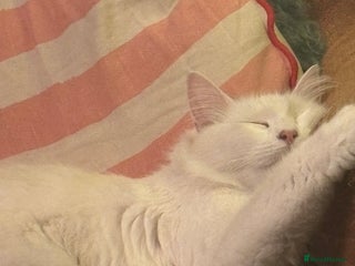 Norwegian Forest Cat cats Norwegian Forest Cat Kittens - Advert 2