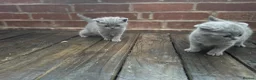 British Shorthair cats for sale: British Shorthair kittens Looking for Homes - Advert 4