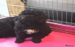 Miniature Poodle dogs for sale: For sale 4 gorgeous girls and 2 boys  - Advert 4