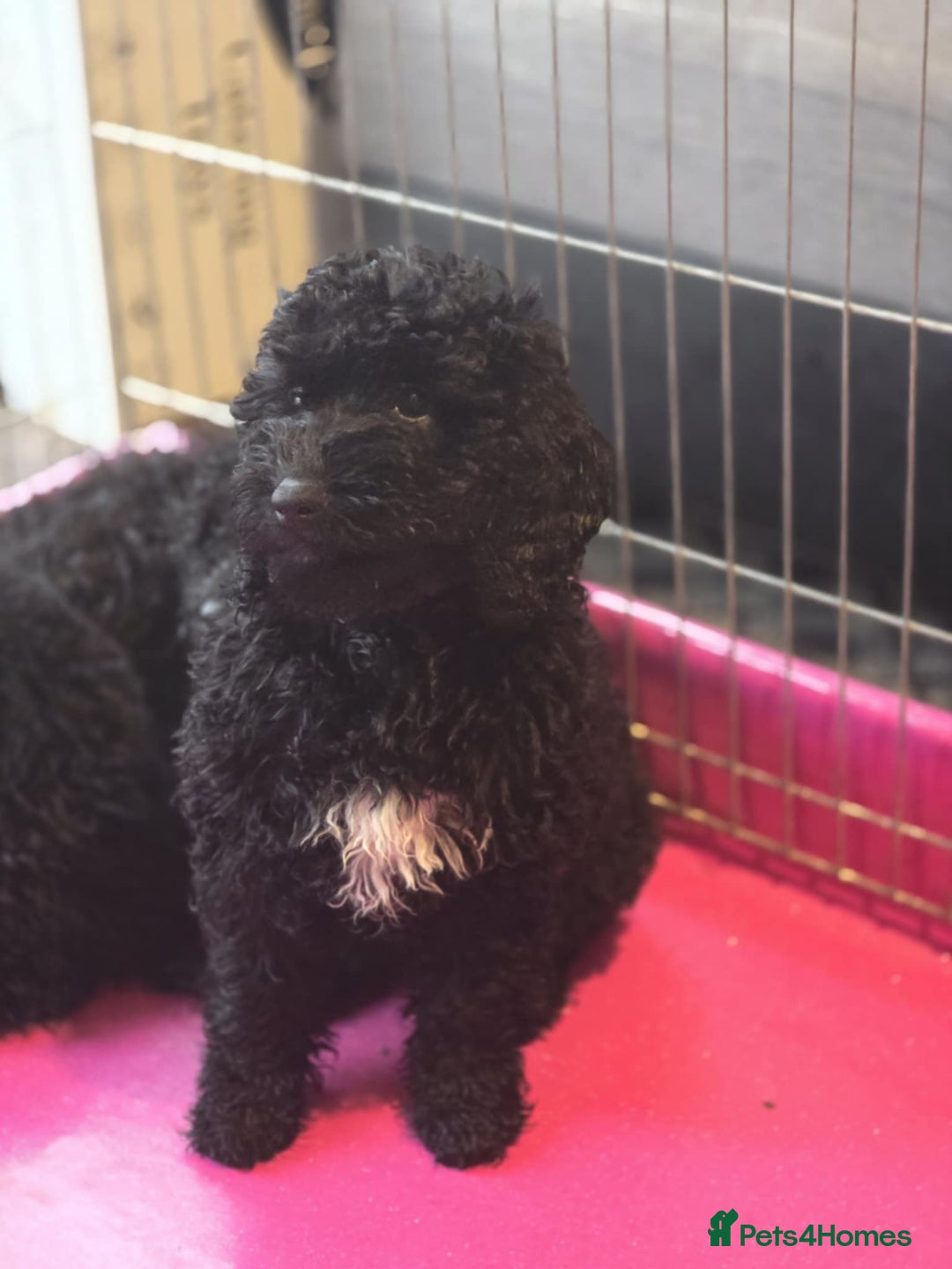 Miniature Poodle dogs for sale: For sale 4 gorgeous girls and 2 boys  - Advert 4