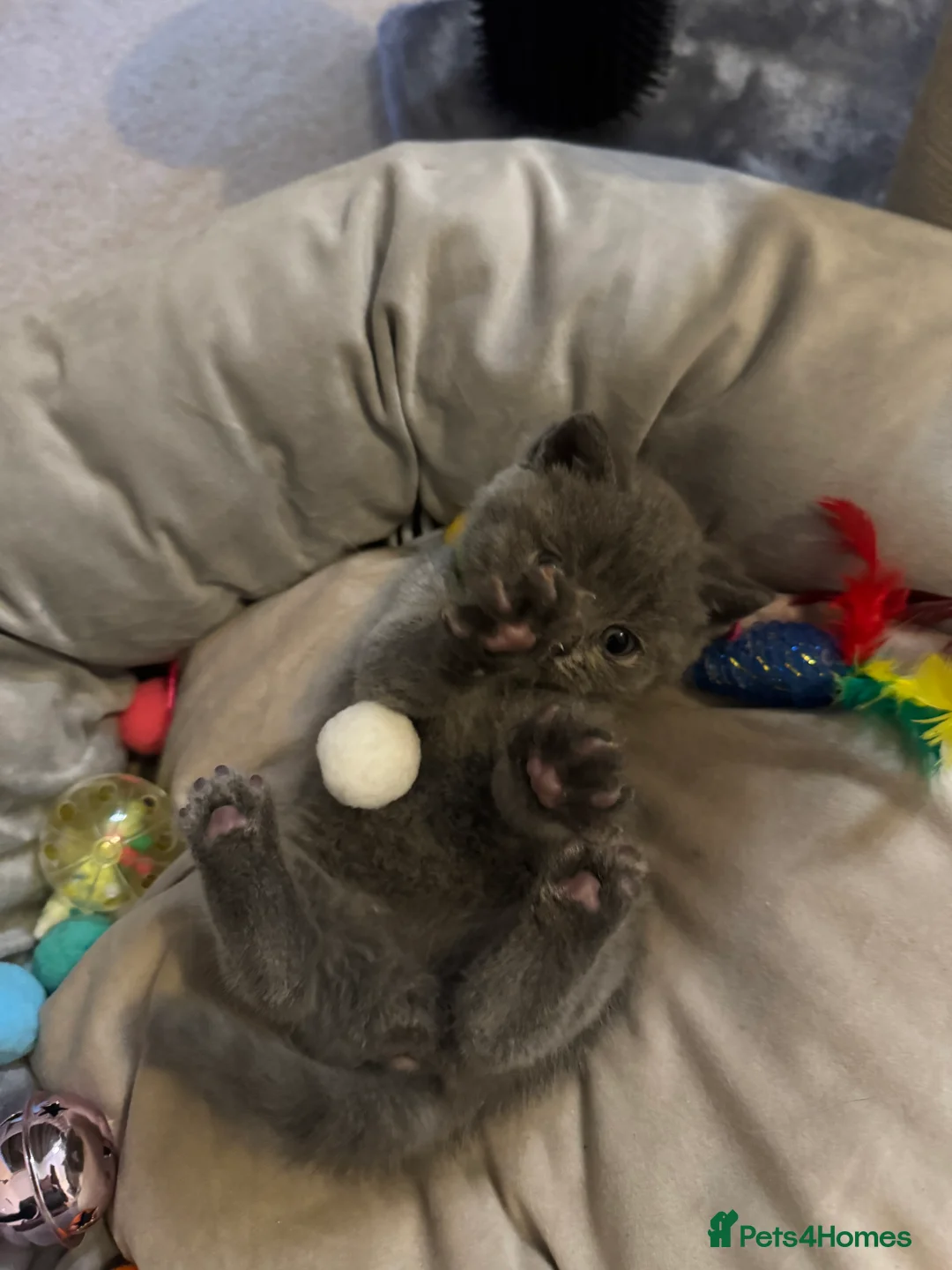 British Shorthair cats for sale: Fluffy and healthy British shorthair kittens - Advert 11