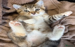 British Shorthair cats for sale: Kittens ready to leave  - Image 4