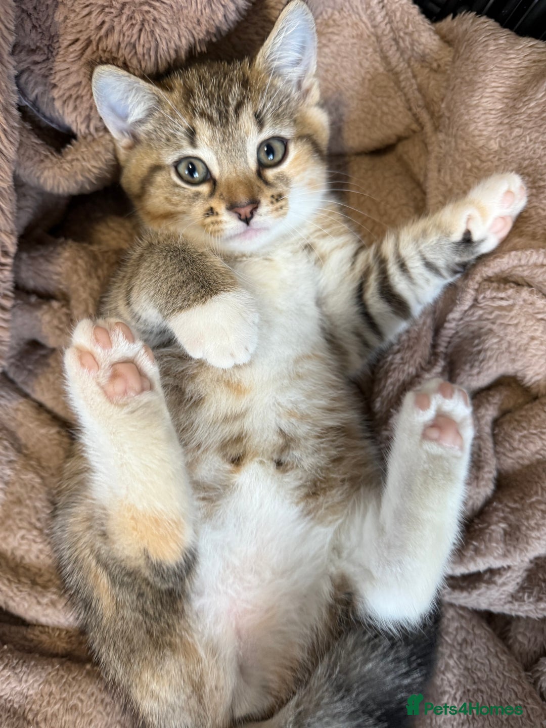 British Shorthair cats for sale: Kittens ready to leave  - Image 4