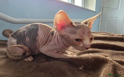 Sphynx cats for sale: 🩷 Sphynx Kitten – Female - Image 2
