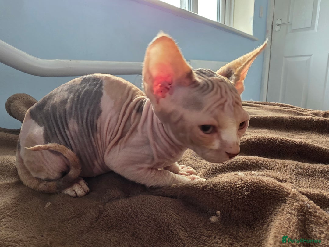 Sphynx cats for sale: 🩷 Sphynx Kitten – Female - Image 2