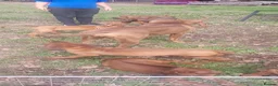 Rhodesian Ridgeback dogs for sale: Kc reg.health tested Rr puppies - Advert 7