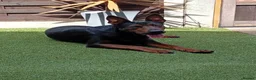 Chinese Red Dog dogs for sale: BEAUIFUL CHINESE RED DOG PUPS - Advert 11