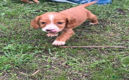 Cocker Spaniel dogs for sale: 7 gorgeous cocker spaniel puppies - Image 5