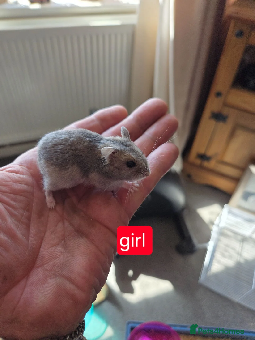 Hamster rodents for sale: Russian dwarf hamsters for sale - Advert 6