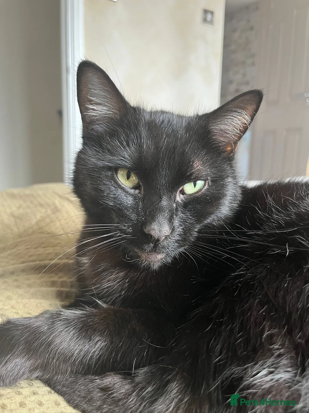 Mixed Breed cats for sale: Kobe  - Advert 1