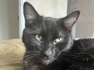 Mixed Breed cats Kobe - Advert 1