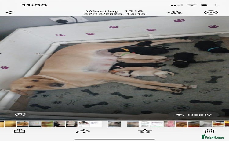 Labrador Retriever dogs - Advert 4