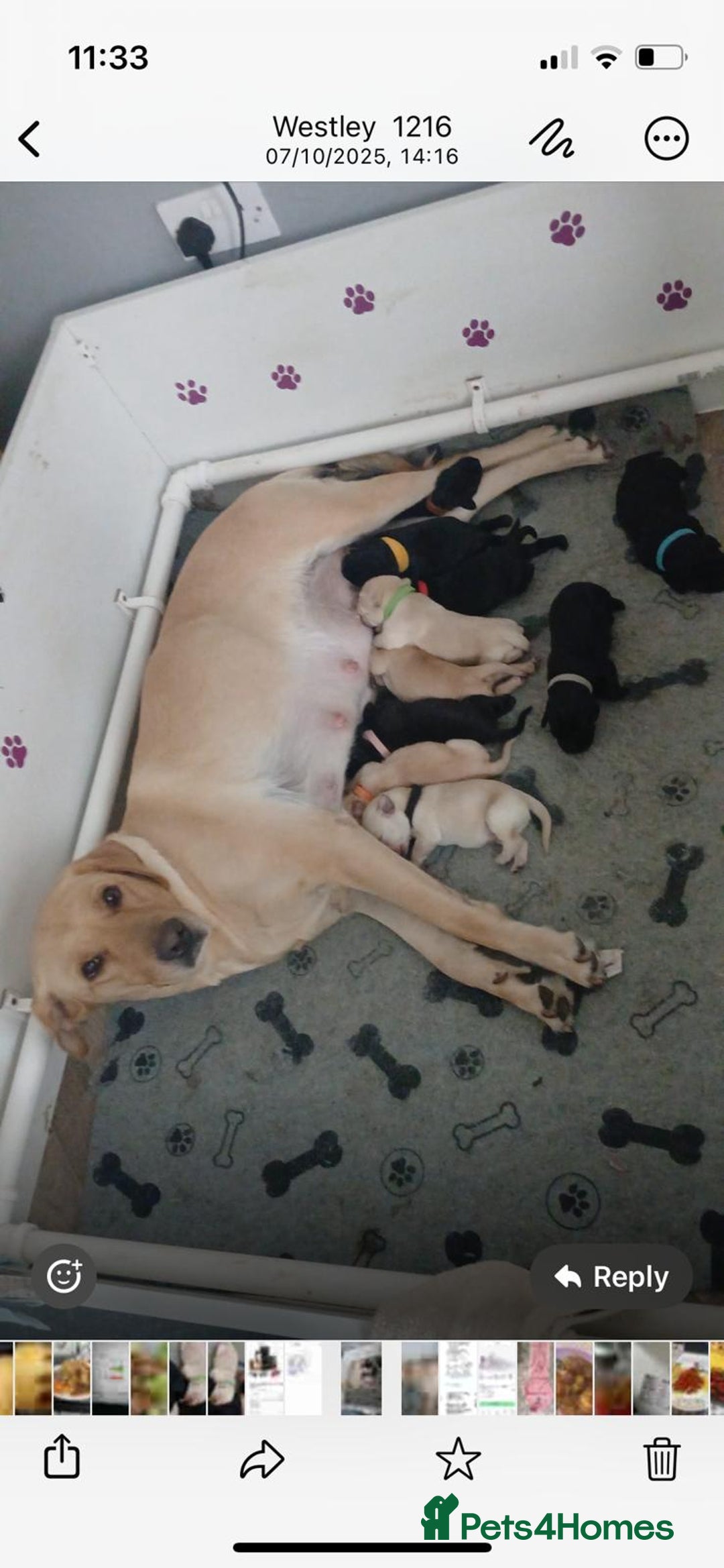 Labrador Retriever dogs for sale: LABRADOR PUPPYS 5WEEKS READY TO VIEW - Image 1