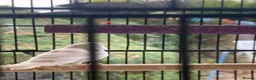 Finches birds for sale: 6 Young Zebra Finches - Advert 2