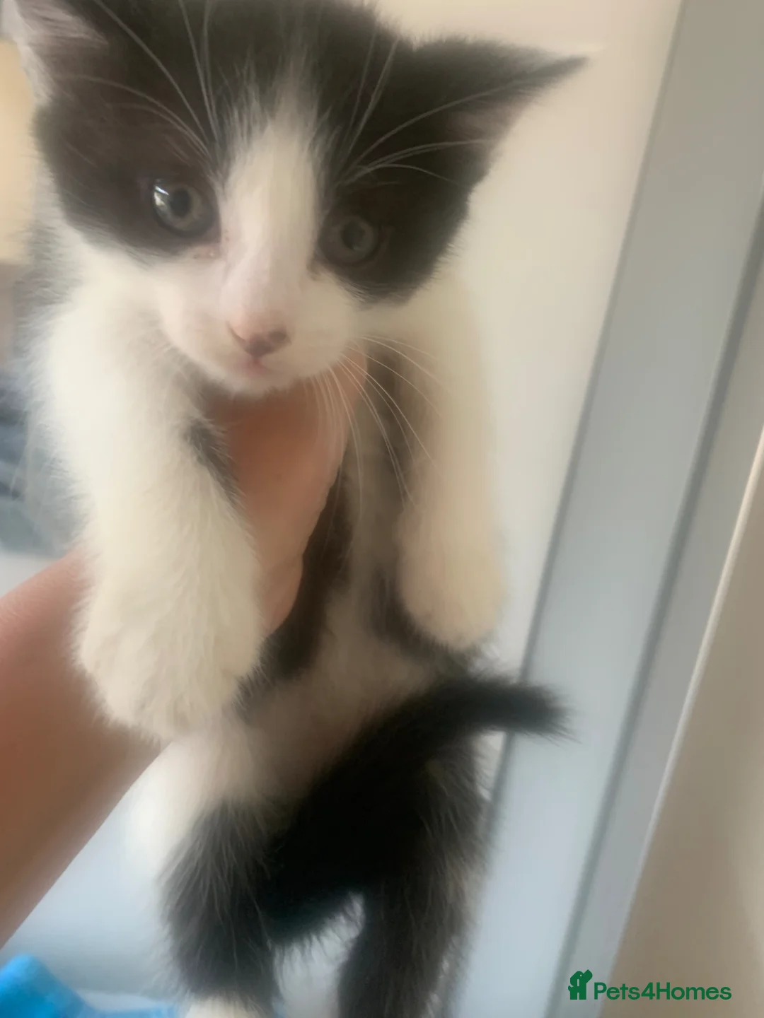 British Shorthair cats for sale: Black & white kittys - Advert 1