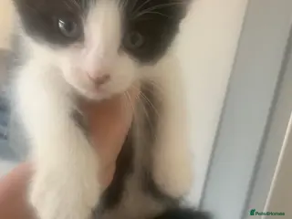 British Shorthair cats Black & white kittys - Advert 1