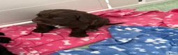 Cocker Spaniel dogs for sale: Stunning litter of home bred working cockers in Accrington - Advert 14