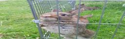 Mixed Breed rabbits for sale: 2 litters of mixed rabbits - Advert 6