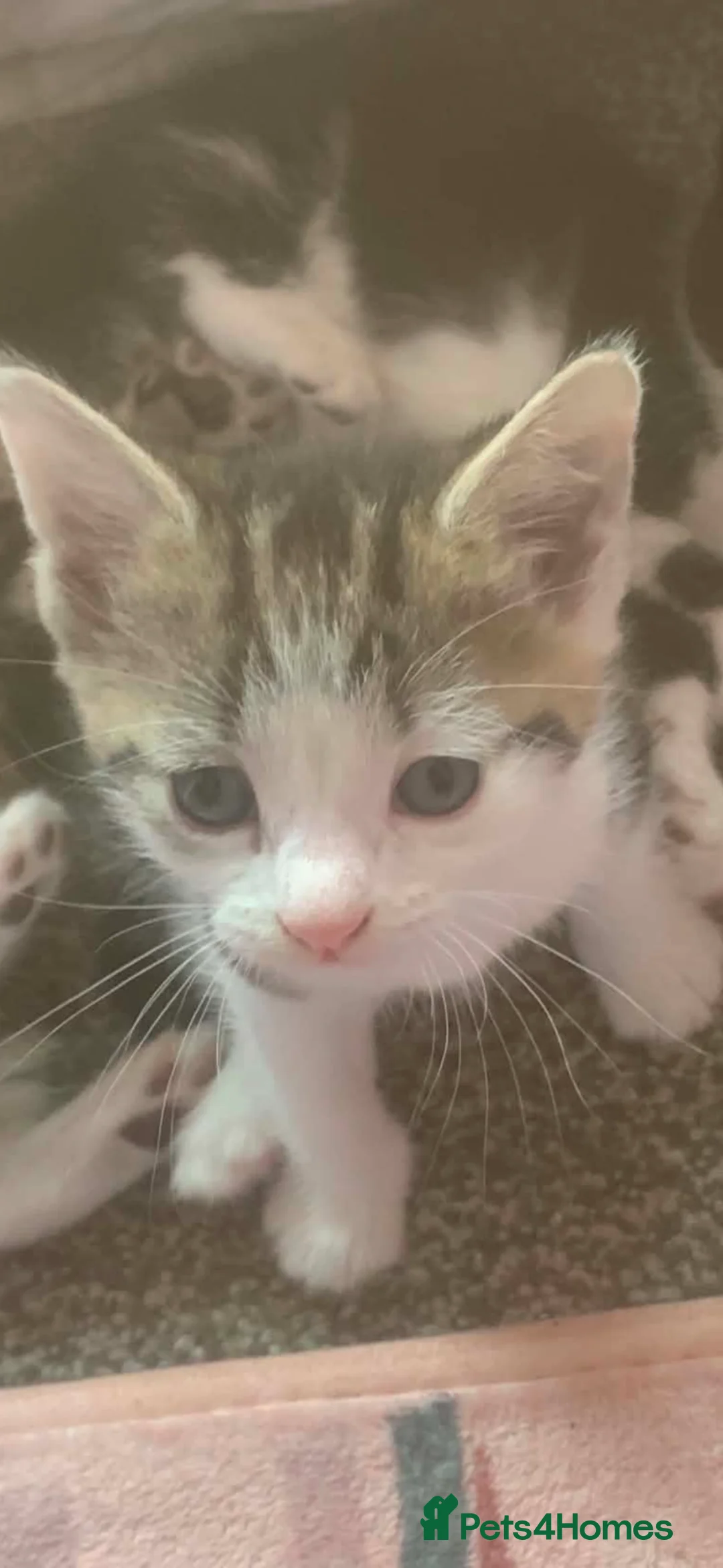 Mixed Breed cats for sale: 9 week old Kitten - Advert 2
