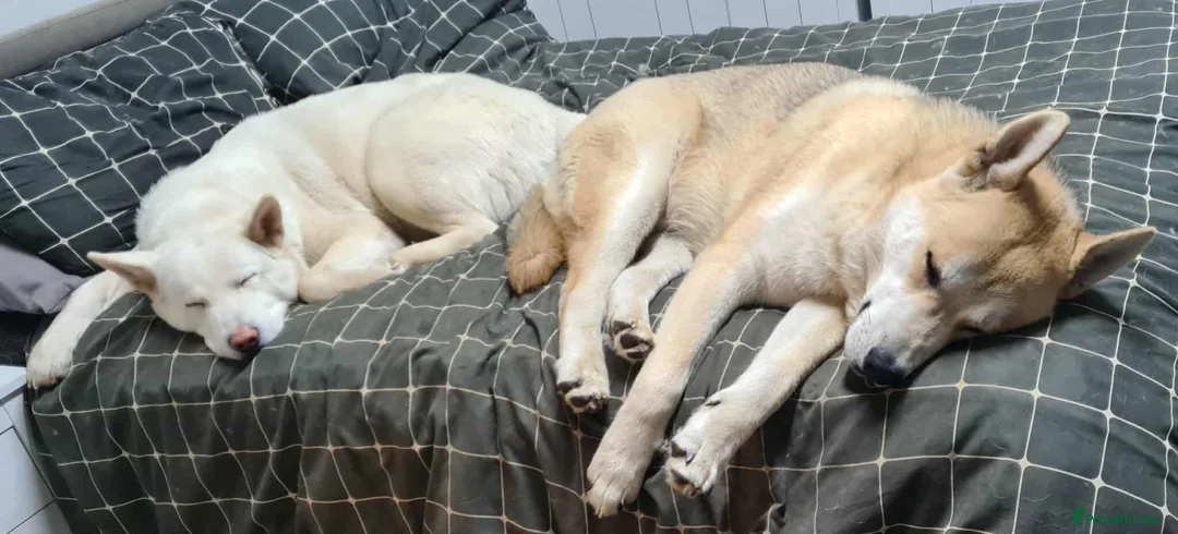 Huskita dogs for sale: Female Huskita 2 Years Old in Wigan - Advert 2