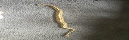 Python Snake reptiles for sale: Ball python - Advert 5