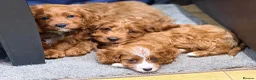 Cavapoo dogs for sale: Extensively health tested F1 Toy Cavapoo Puppies - Advert 12