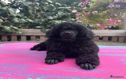 Miniature Poodle dogs for sale: Signature Miniature Poodle Puppies - Image 1